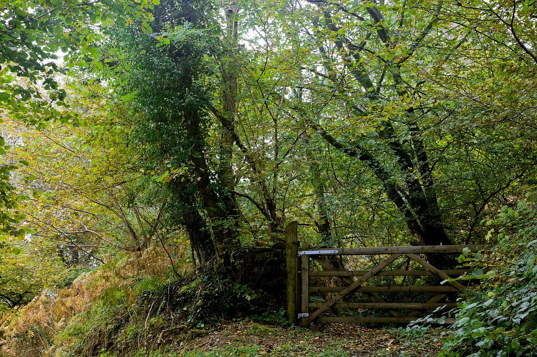 Beech woodland