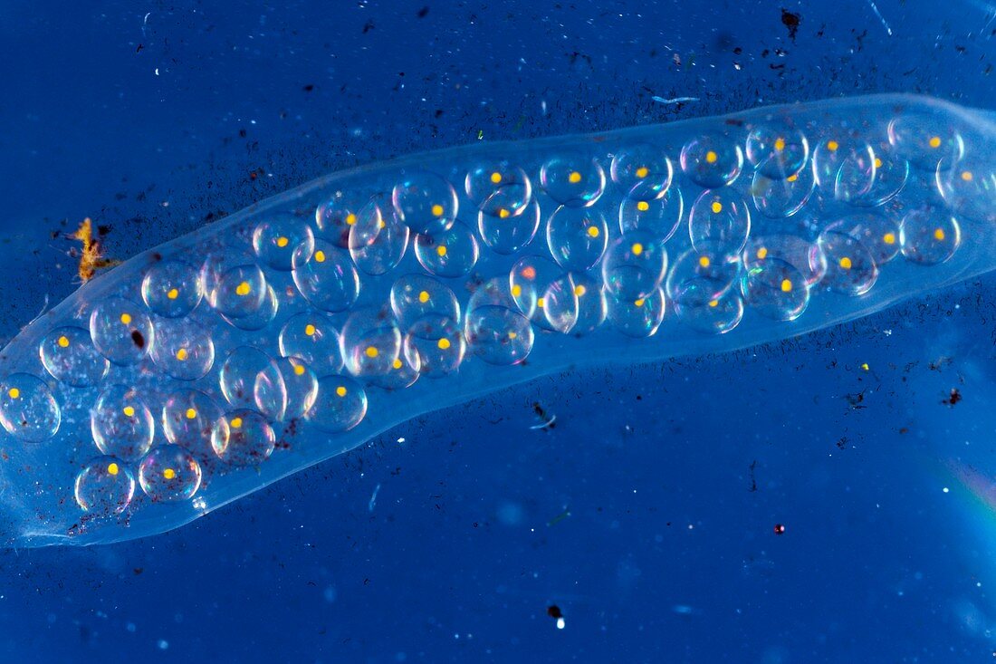 Pond snail egg mass,light micrograph