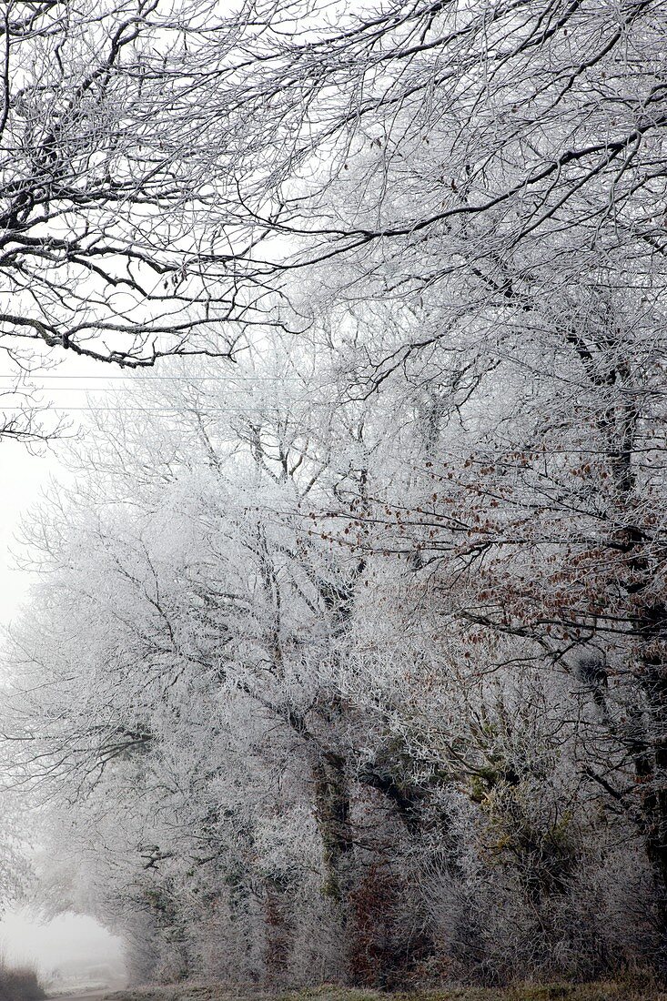 Trees covered in hoar frost