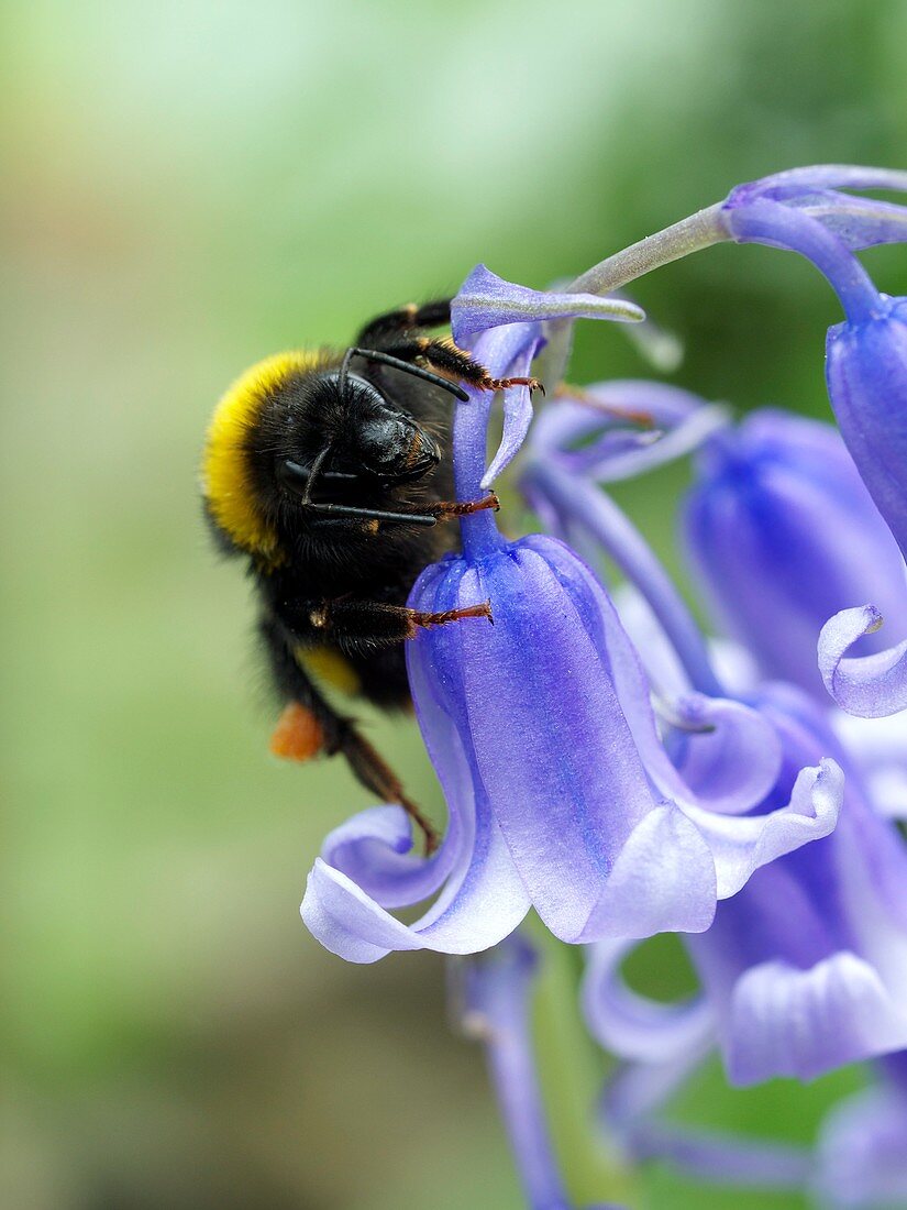 Bumblebee resting on a bluebell