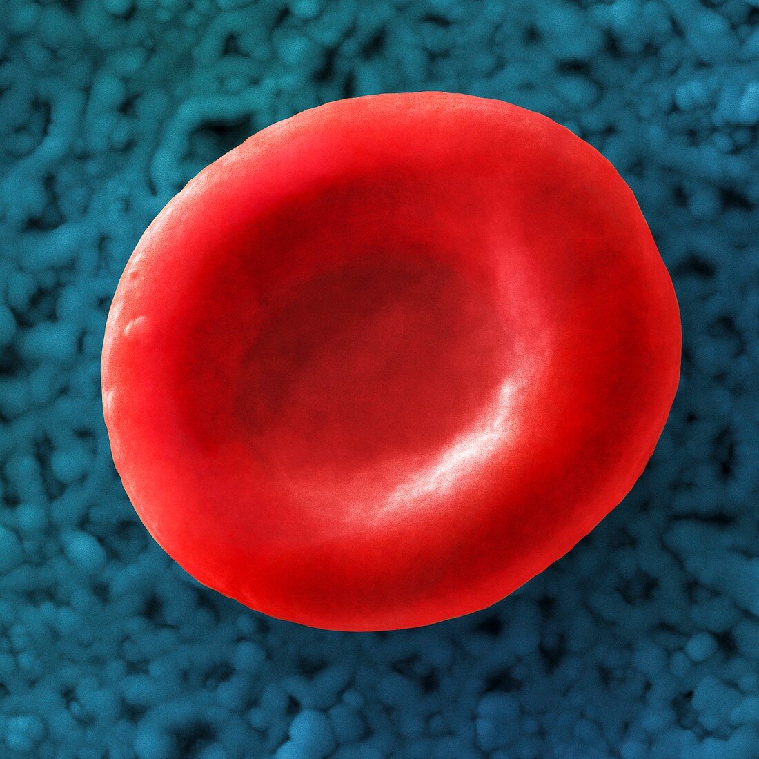 Red blood cell,SEM