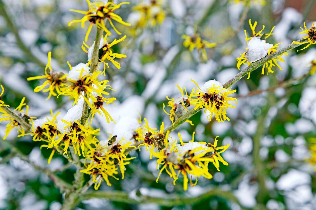 Witch-hazel flowers and snow