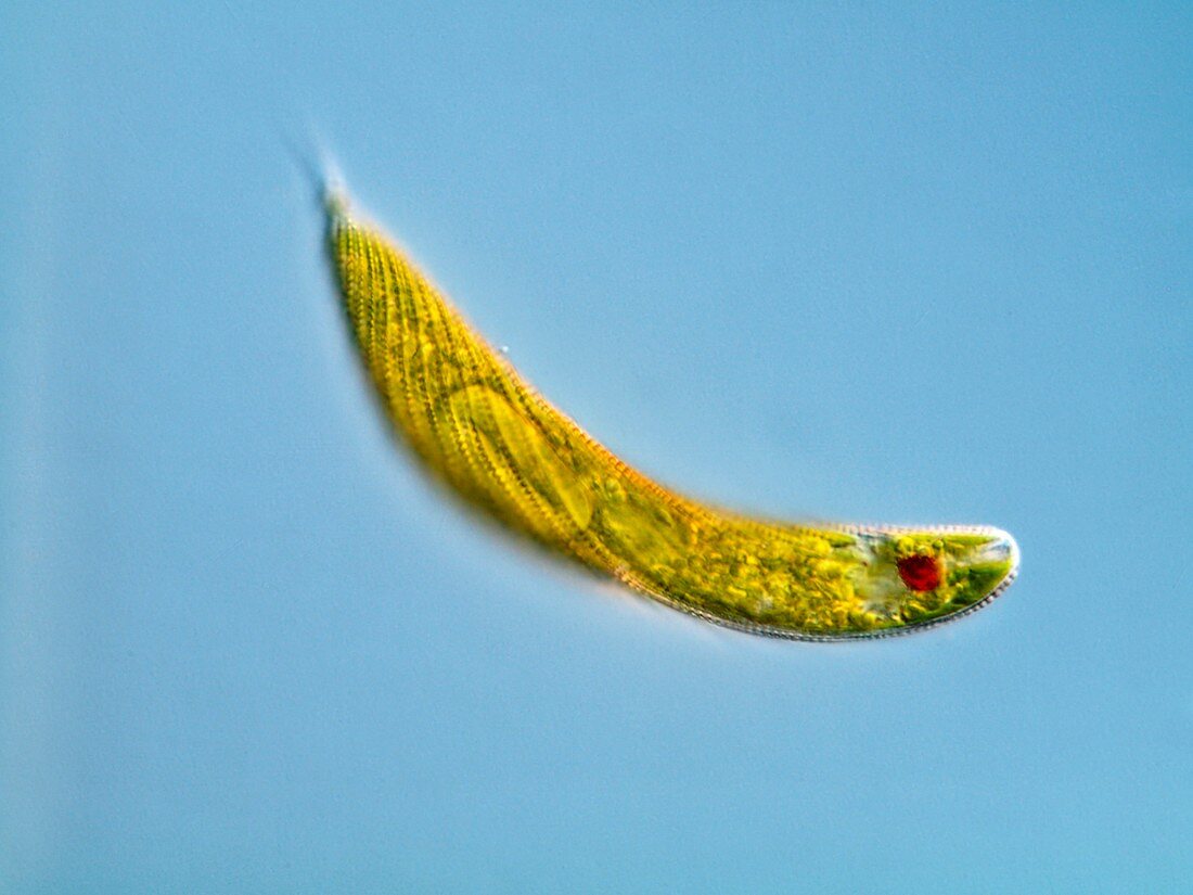 Euglena protozoan,light micrograph