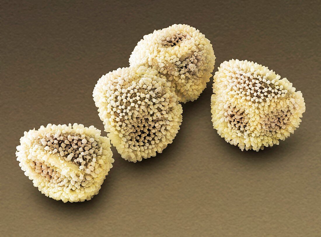 Barbados nut pollen grains,SEM