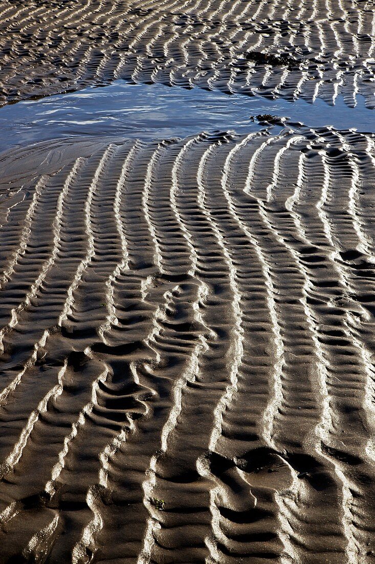 Sand ripples at low tide