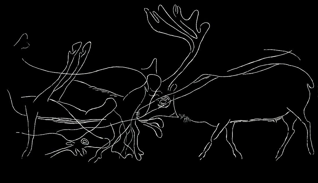 Rock engraving of reindeer,artwork