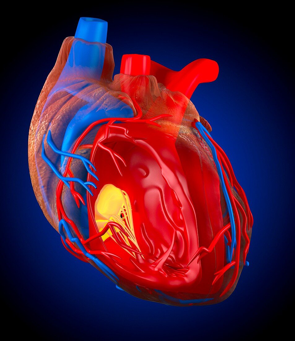 Structure of a human heart,artwork