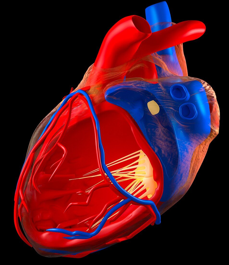 Structure of a human heart,artwork