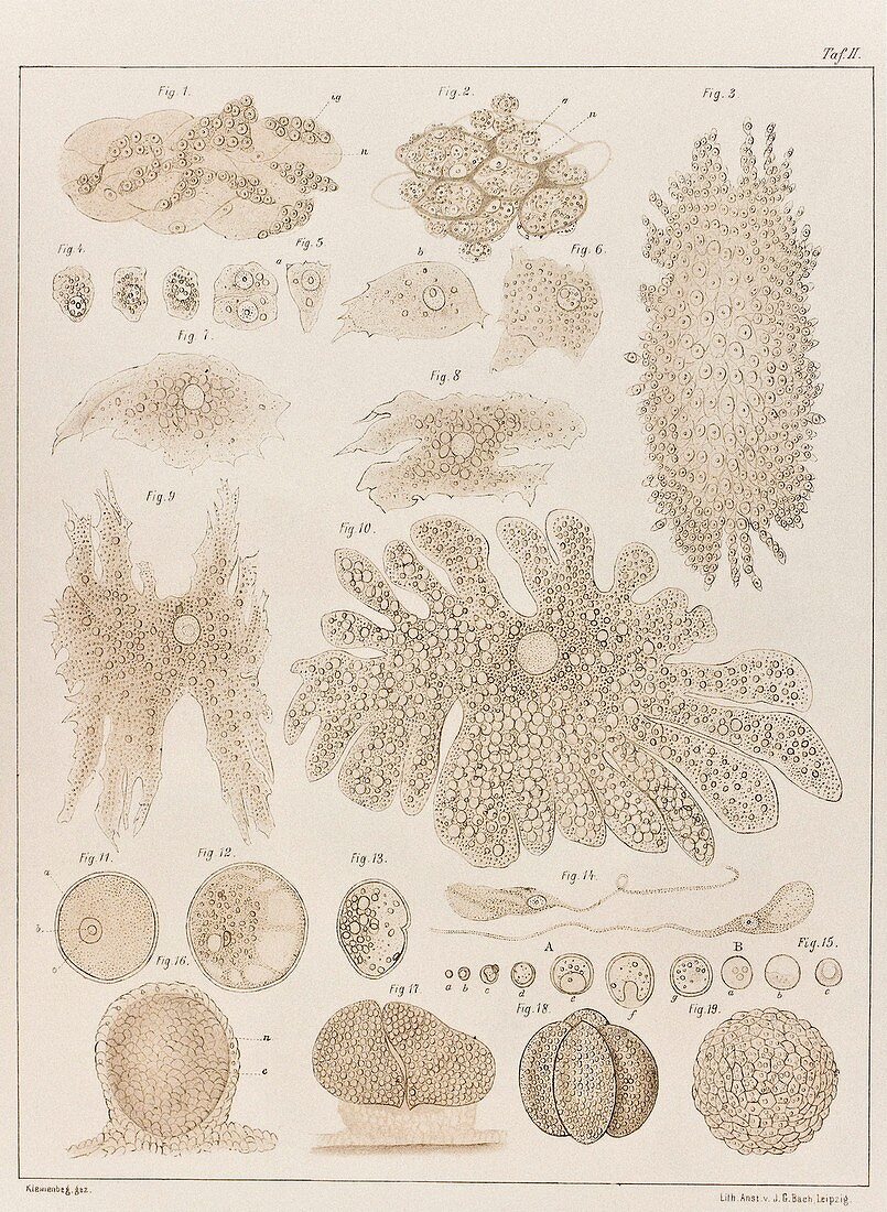 Hydra anatomy and development,artwork