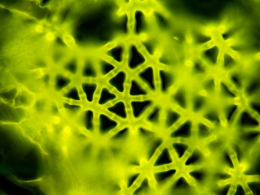 Soft rush stem,light micrograph
