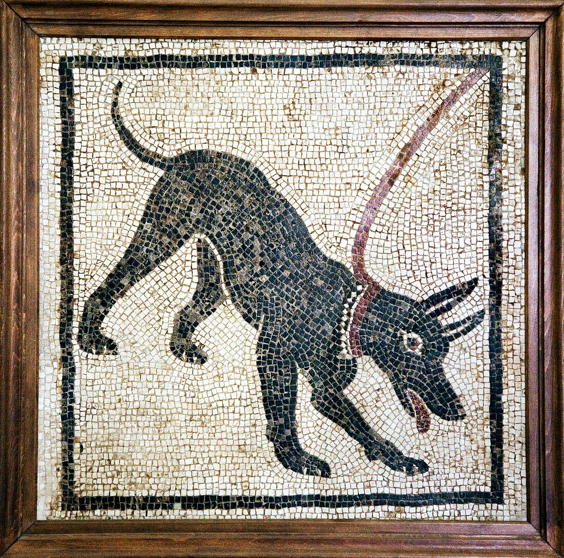 Roman guard dog mosaic