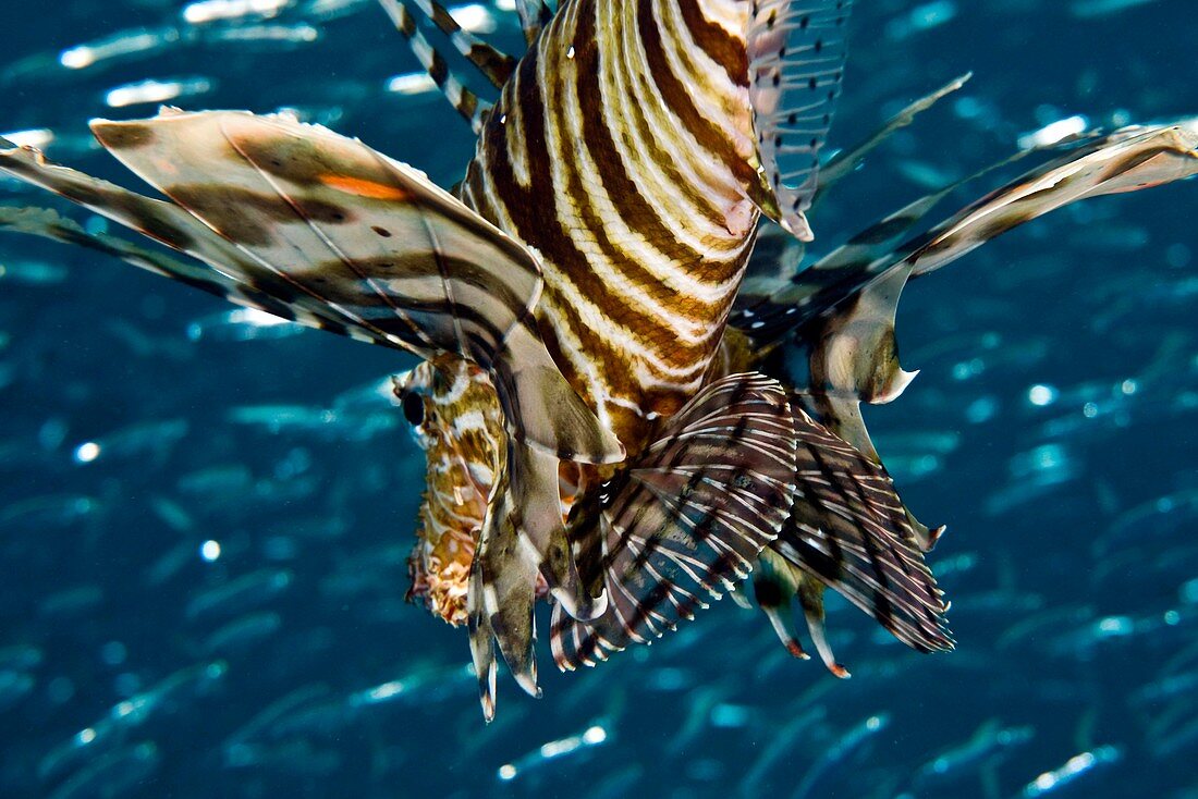 Common lionfish