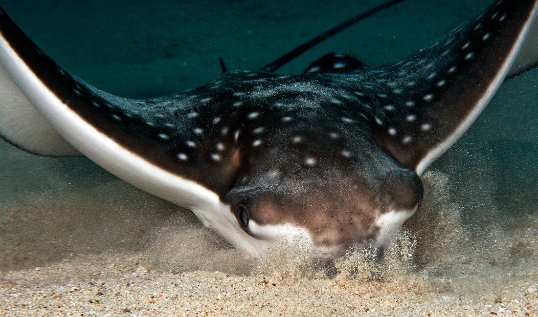 Spotted eagle ray digging in the sand
