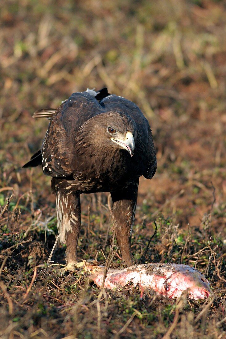 Greater spotted eagle with a fish
