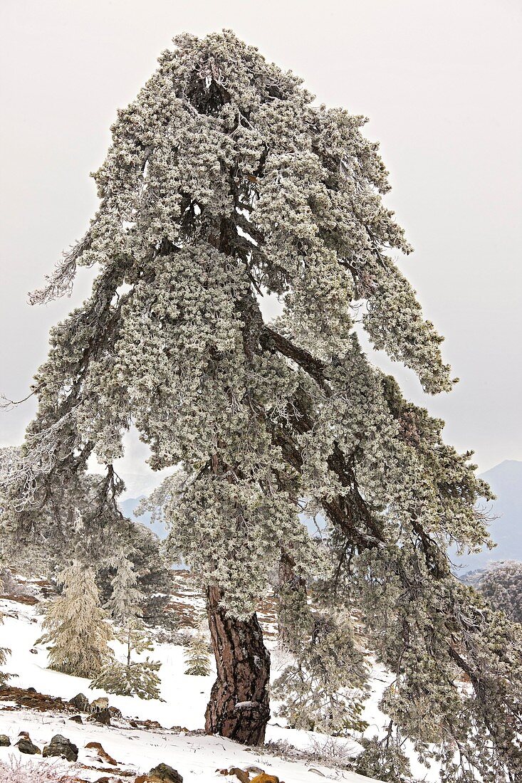 Pinus nigra ssp. Pallasiana