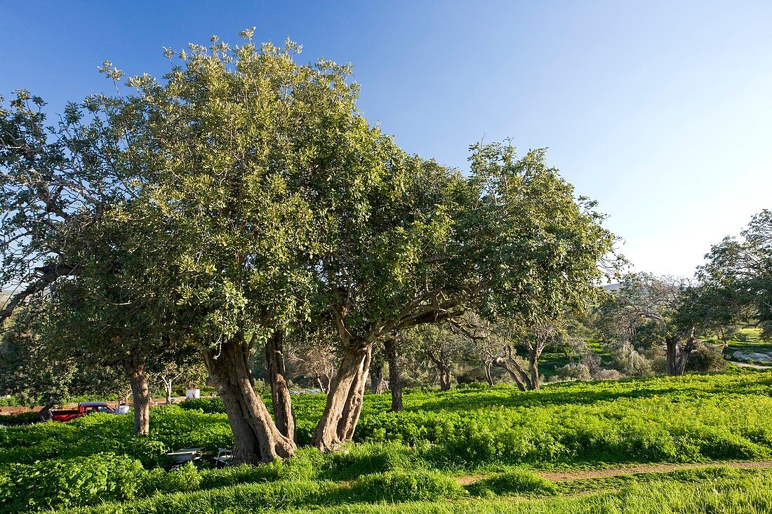 Carob (Ceratonia siliqua) orchard