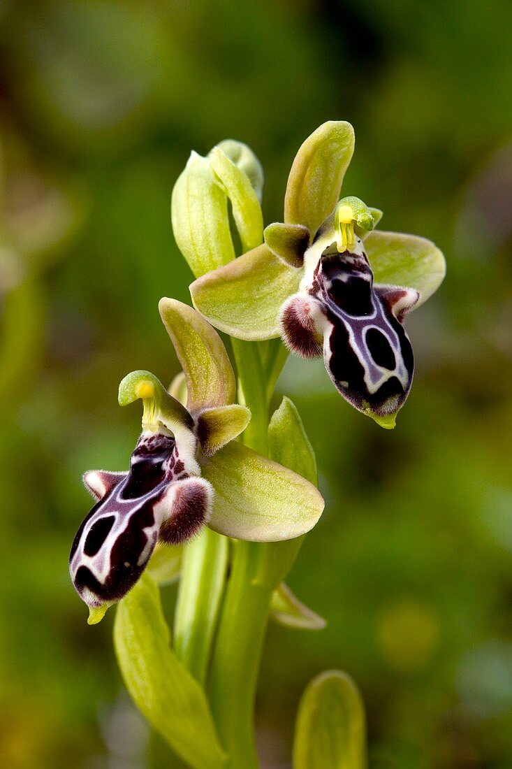 Kotschy's Orchid (Ophrys kotschyi)