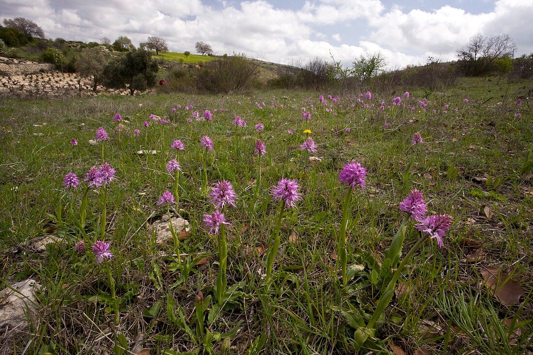 Italian Orchids (Orchis italica)