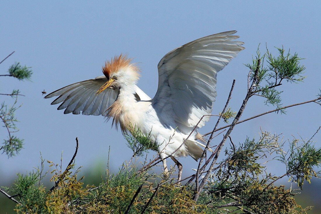 Cattle egret in breeding plumage