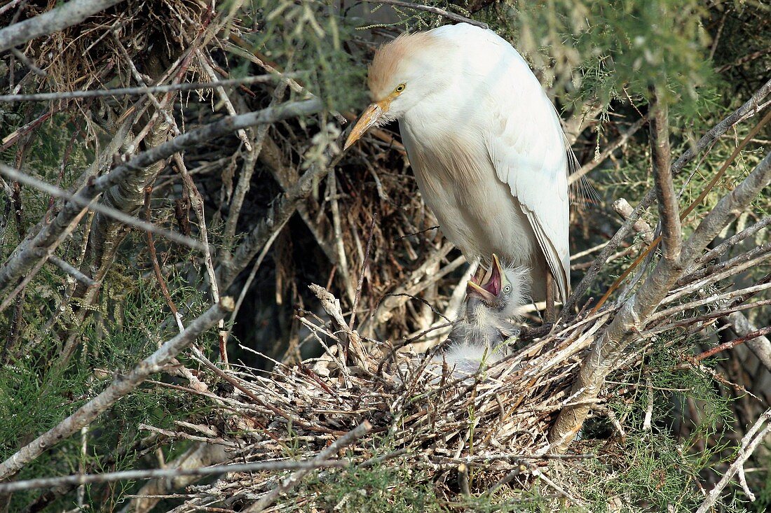 Cattle egret in a nest with a chick