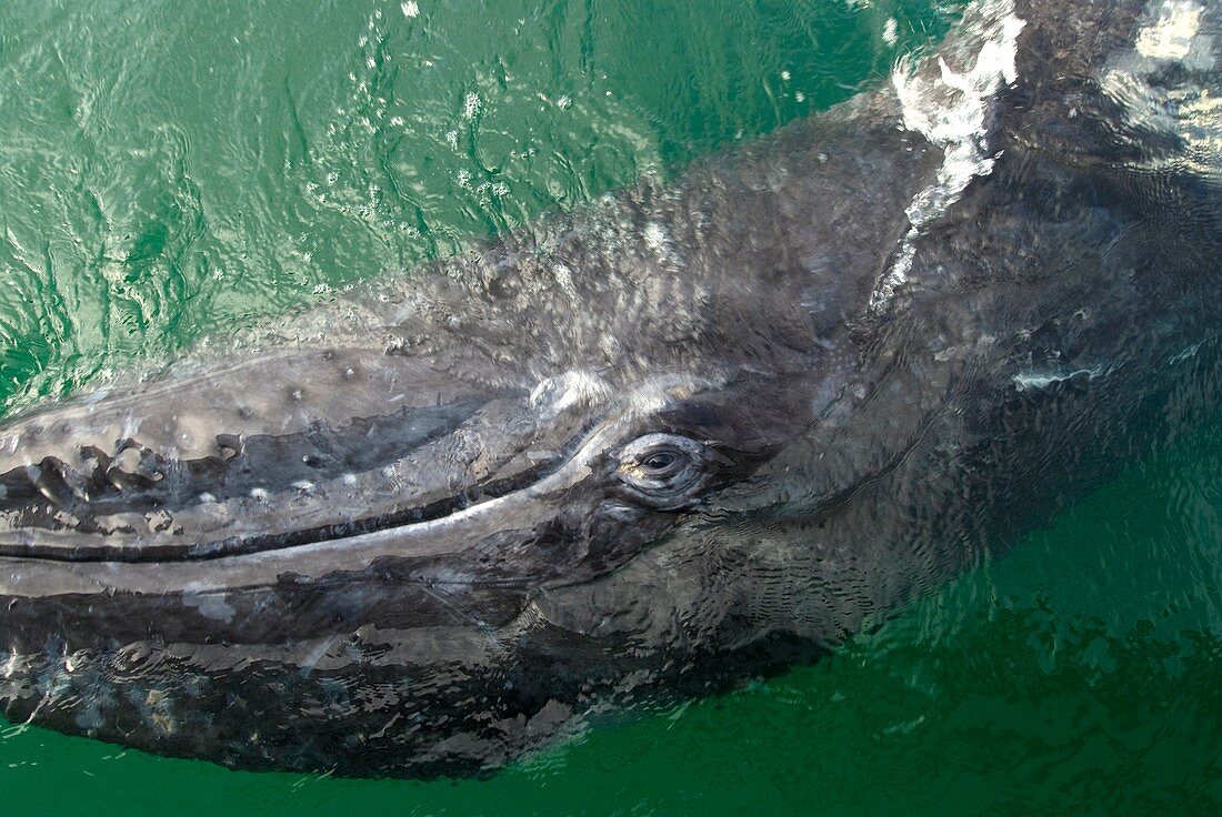 Gray whale eye and mouth