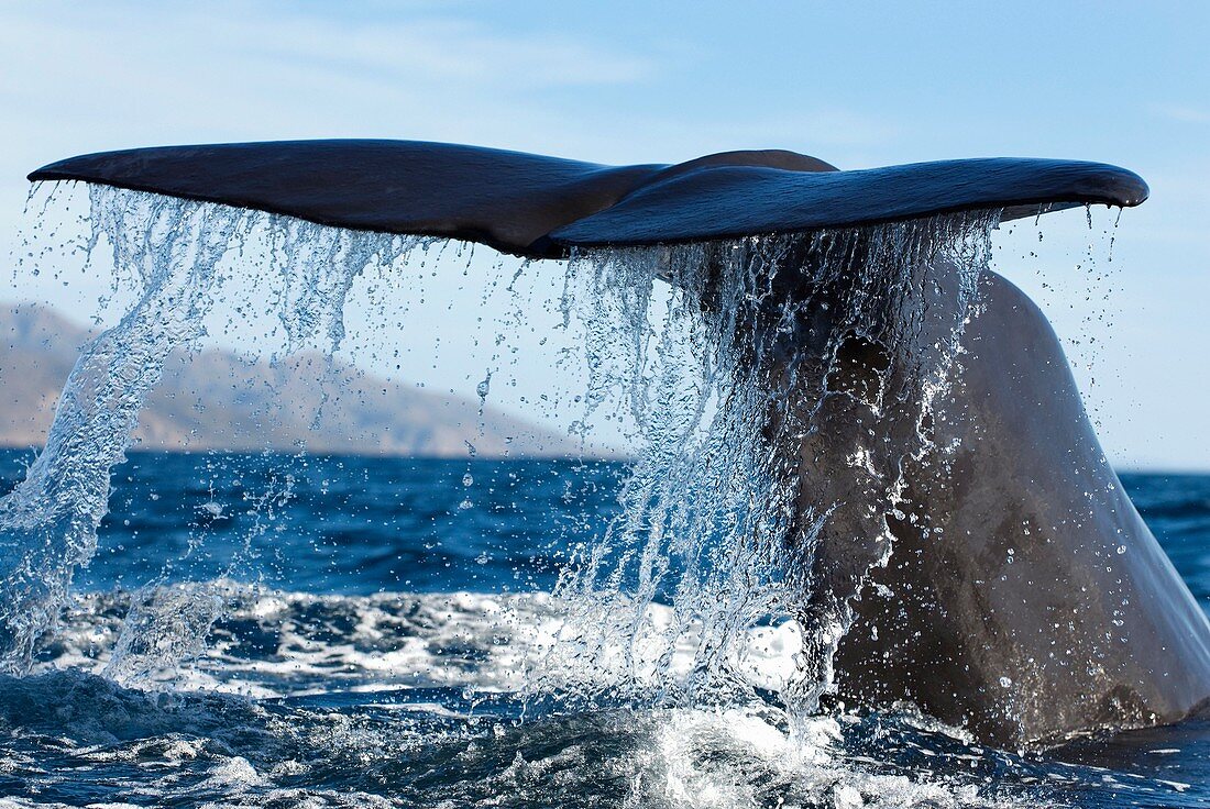 Sperm whale fluking