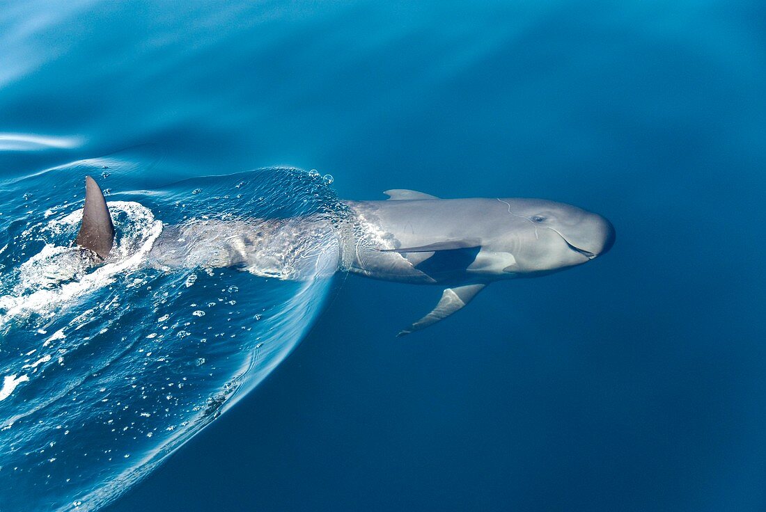 Baby pilot whale