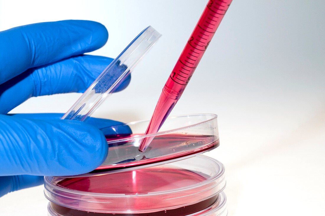 Cell culture preparation