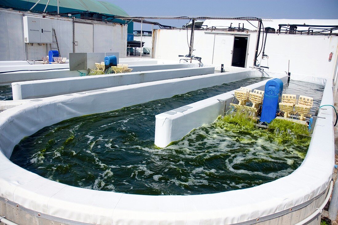 Growing algae for fish food
