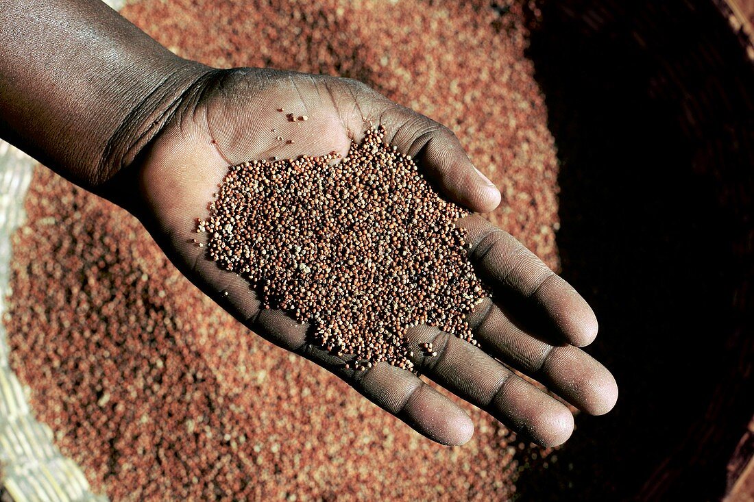 Handful of grain,Uganda
