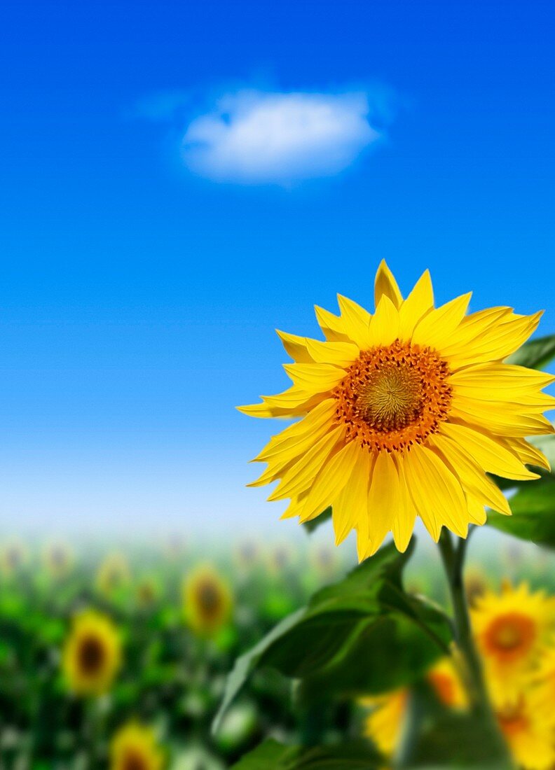 Sunflowers,artwork