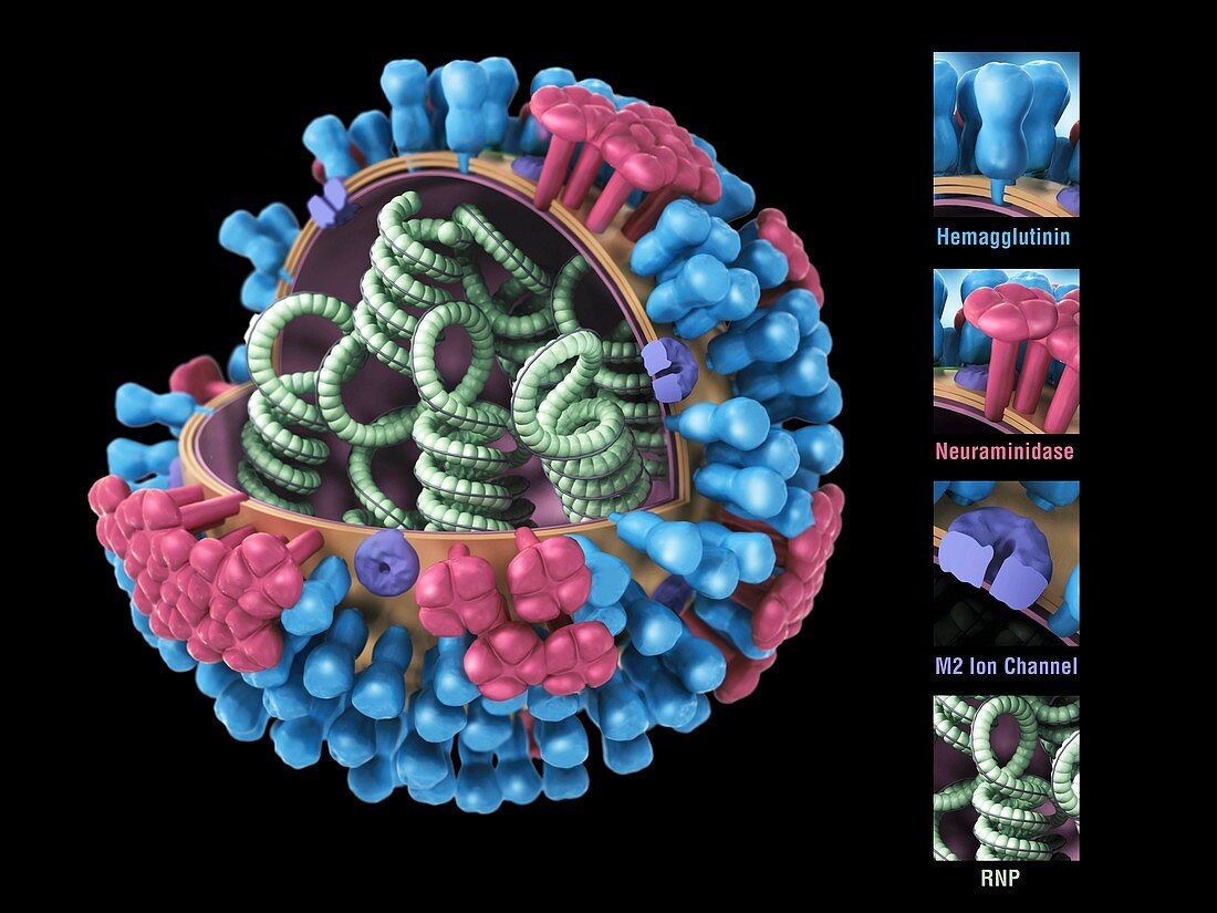 Influenza virus structure,3D artwork