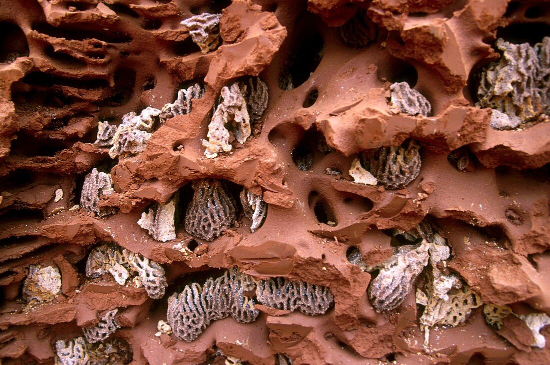Termite mushrooms (Termitomyces sp.)