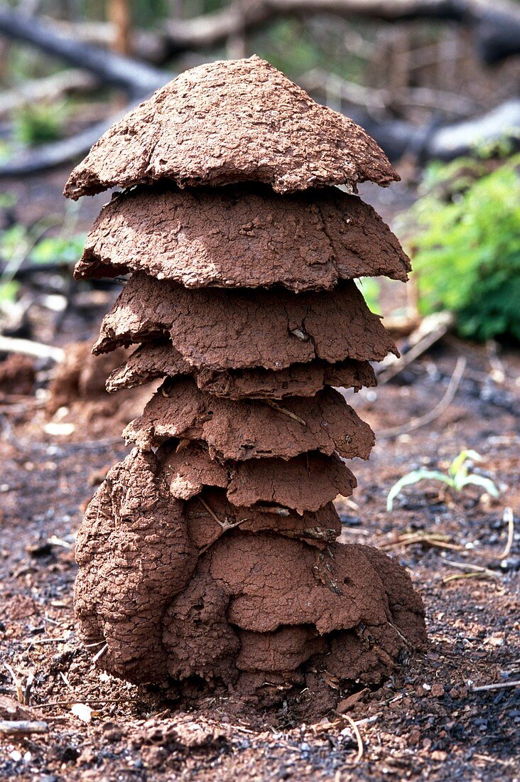 Termite mound on the ground