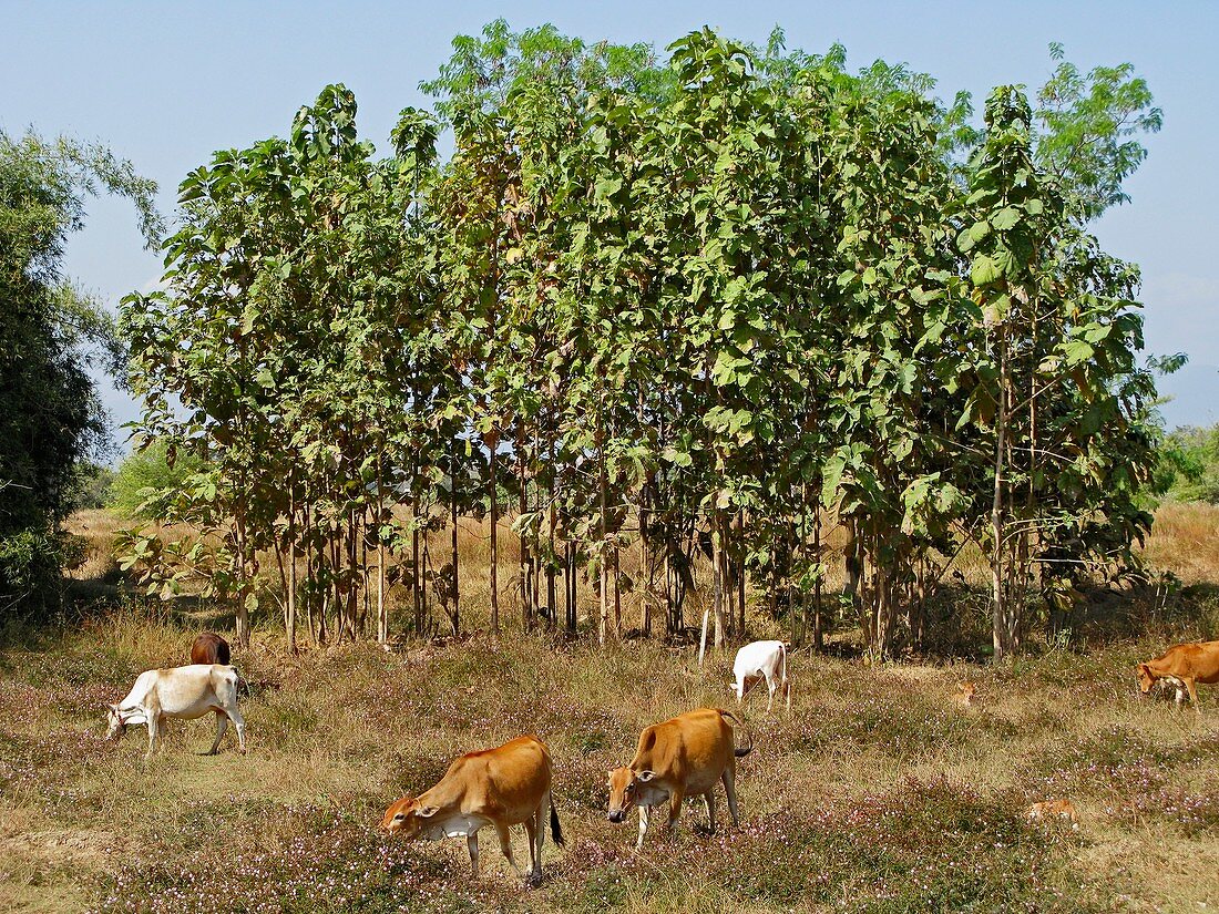 Teak trees and cows,Laos