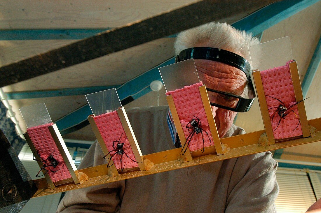 Harvesting spider silk