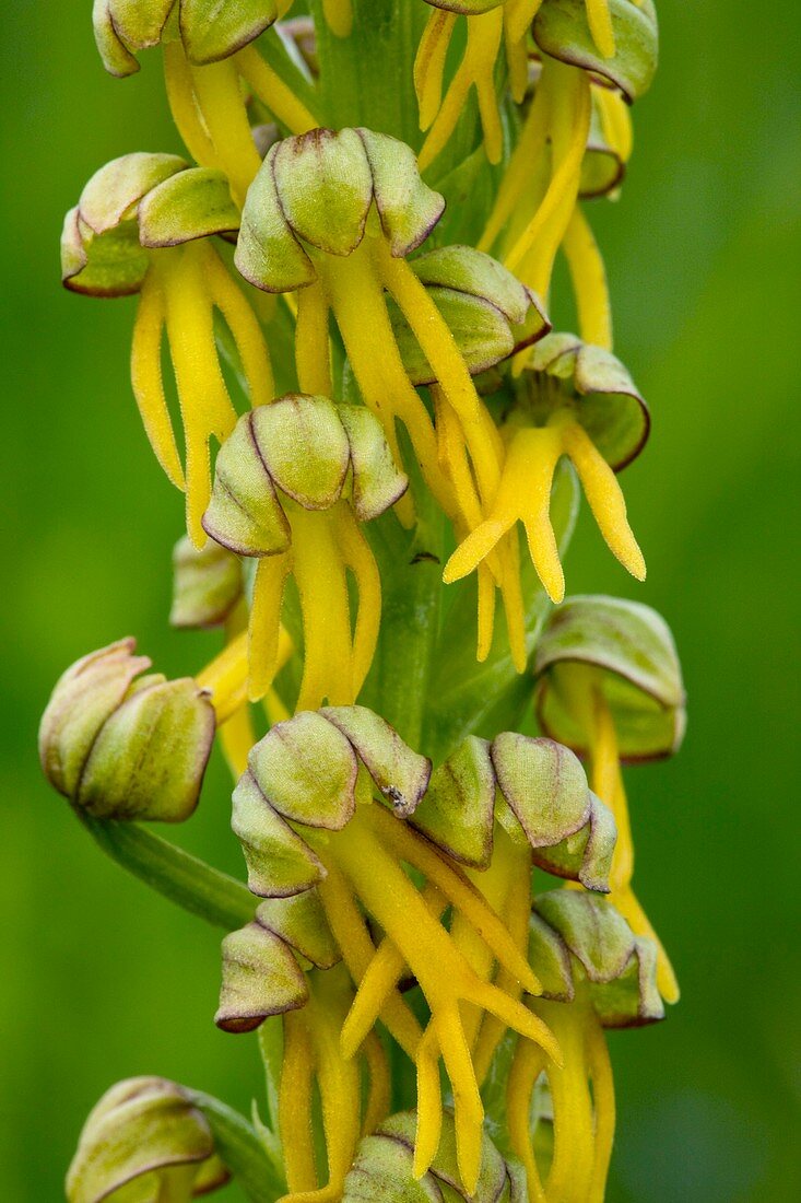 Man Orchid (Orchis anthropohora)