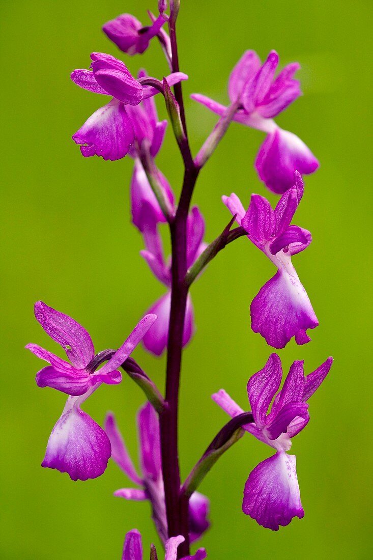 Loose-flowered orchid (Orchis laxiflora)