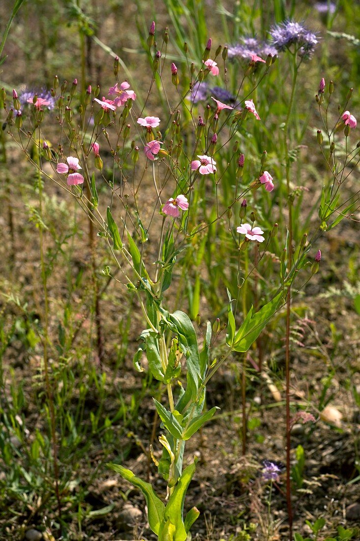 Cow Basil (Vaccaria hispanica)