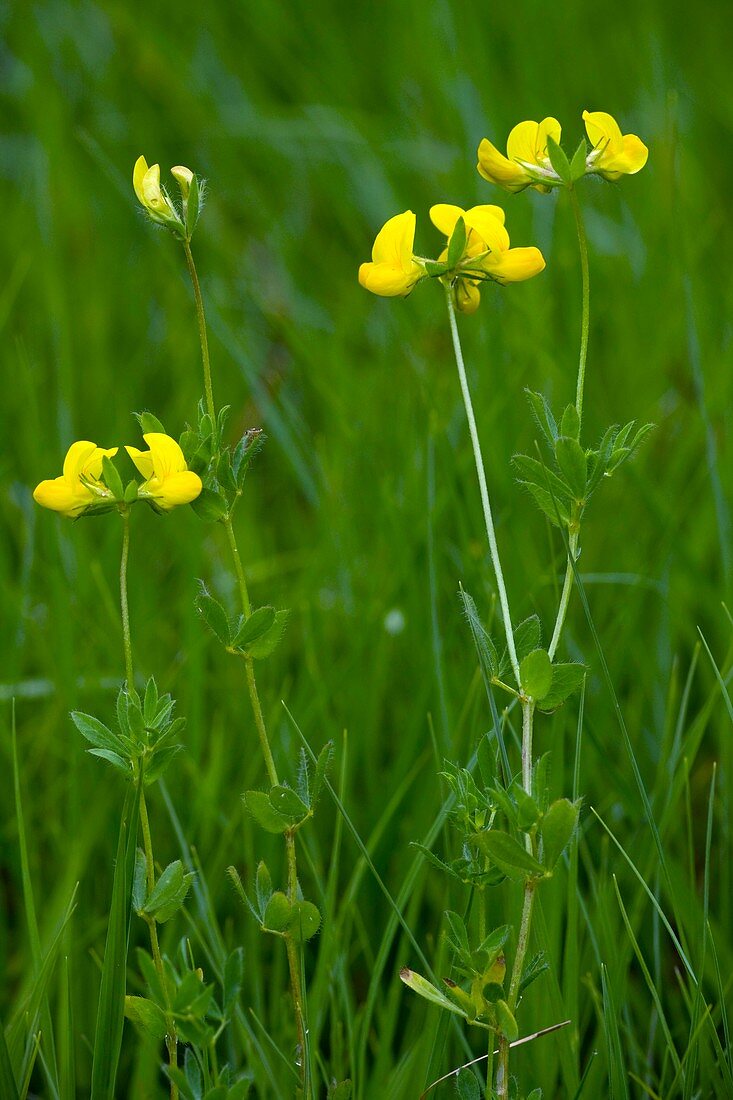 Lotus corniculatus var. sativus