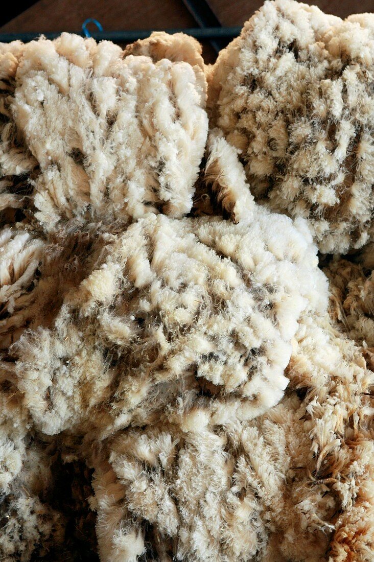 Sheep fleeces