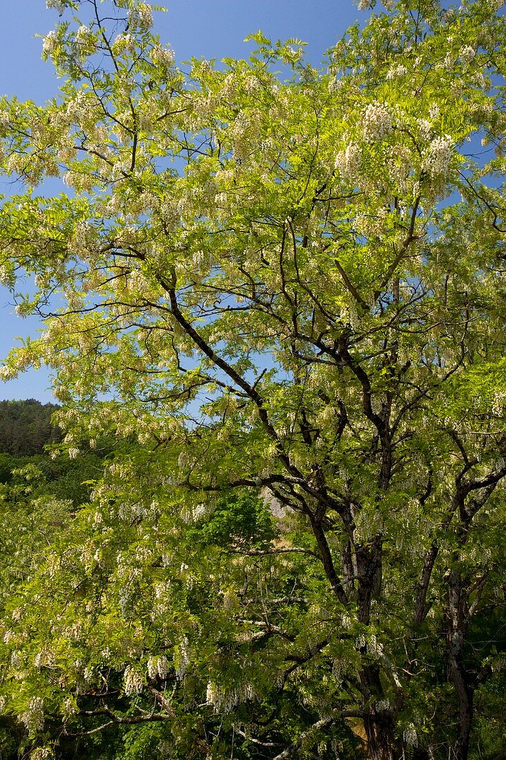 Acacia (Robinia pseudacacia)