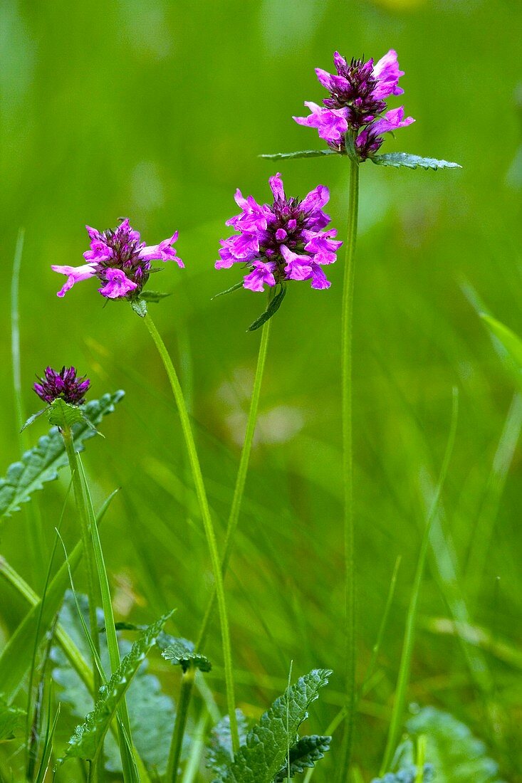 Stachys officinalis syn Betonica