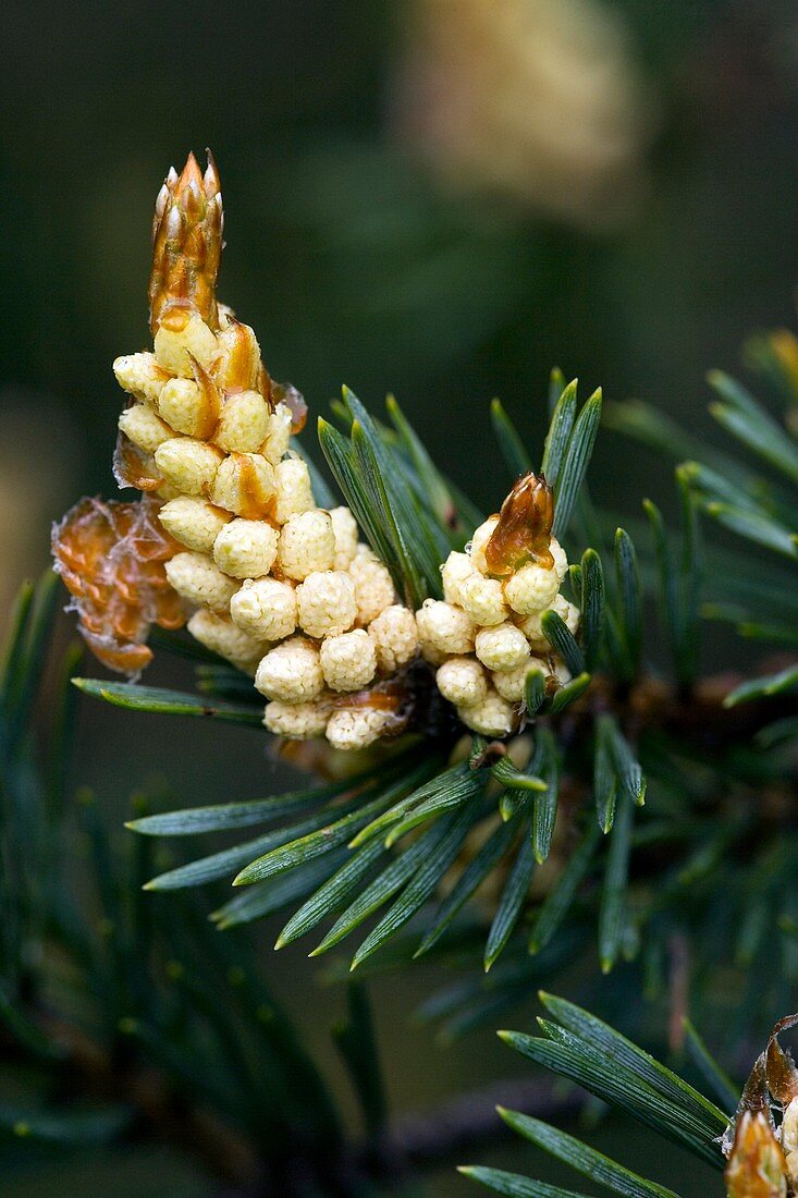 Scots Pine (Pinus sylvestris)