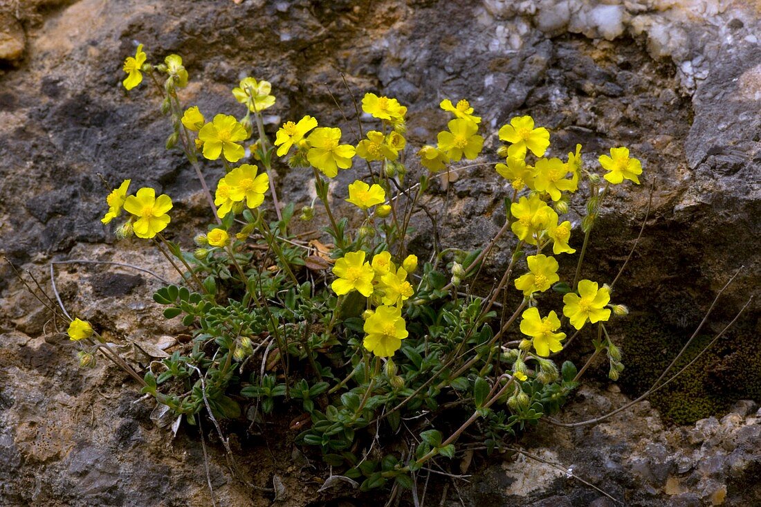 Hoary Rockrose (Helianthemum canum)