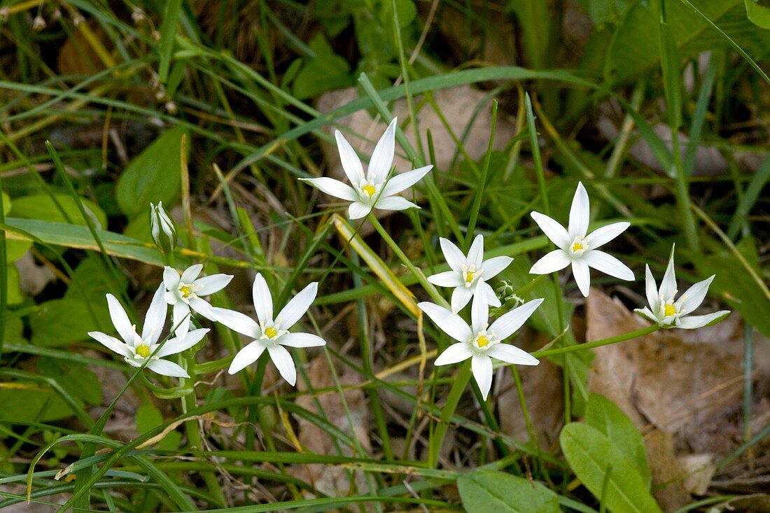 Ornithogalum umbellatum