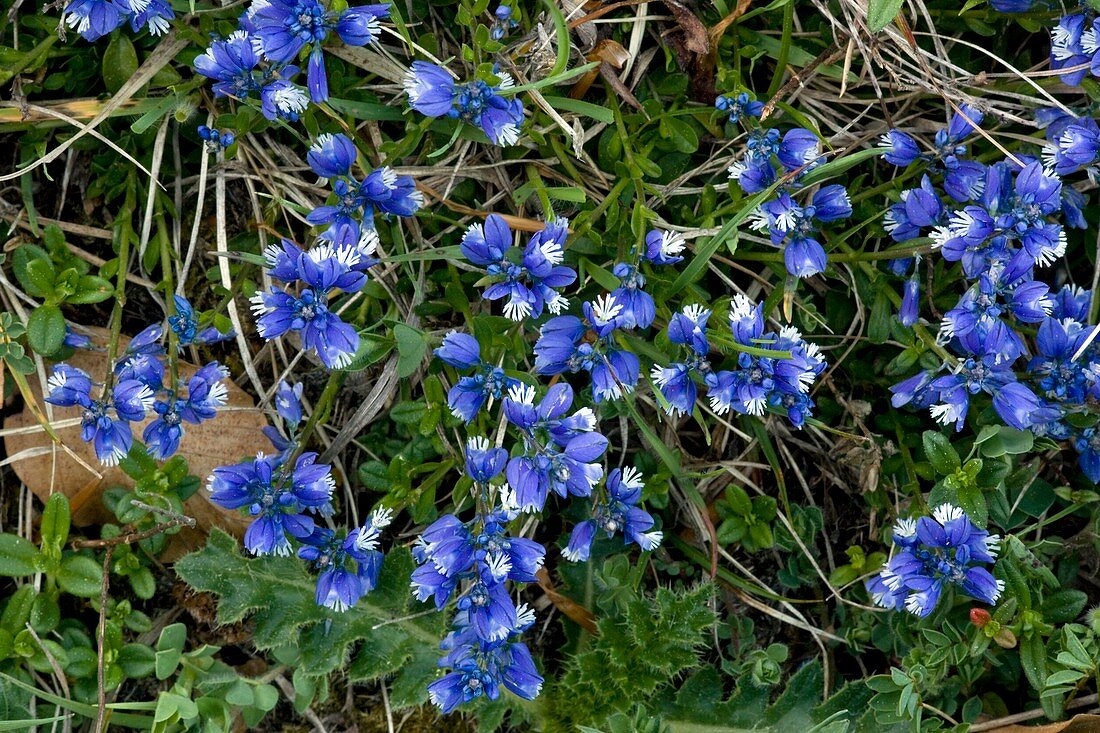 Chalk Milkwort (Polygala calcarea)