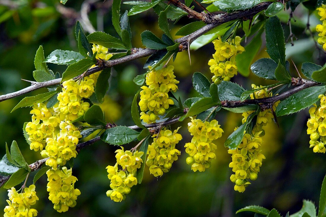 Barberry (Berberis vulgaris)