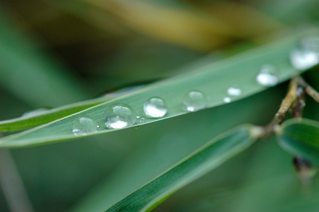 Dew on a bamboo leaf