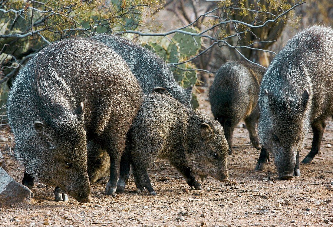 Family of Collared Peccaries